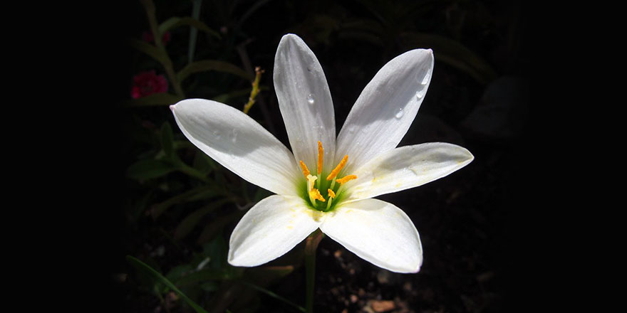 Tıbb-ı Nebevi'den (asm) mesajlar