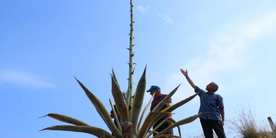 50 yıldır ilk kez açan Sabır çiçeğinin boyu 5 günde 4 metreyi aştı