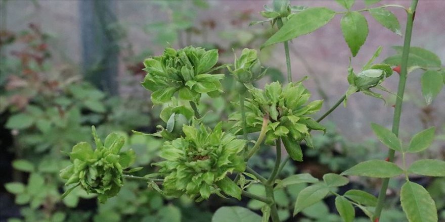 'Karagül diyarı' Halfeti 'yeşil gül' ile de anılmak istiyor