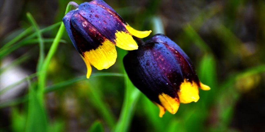 'Sarı dudak' ters laleleri Sarıkamış'ı süsledi