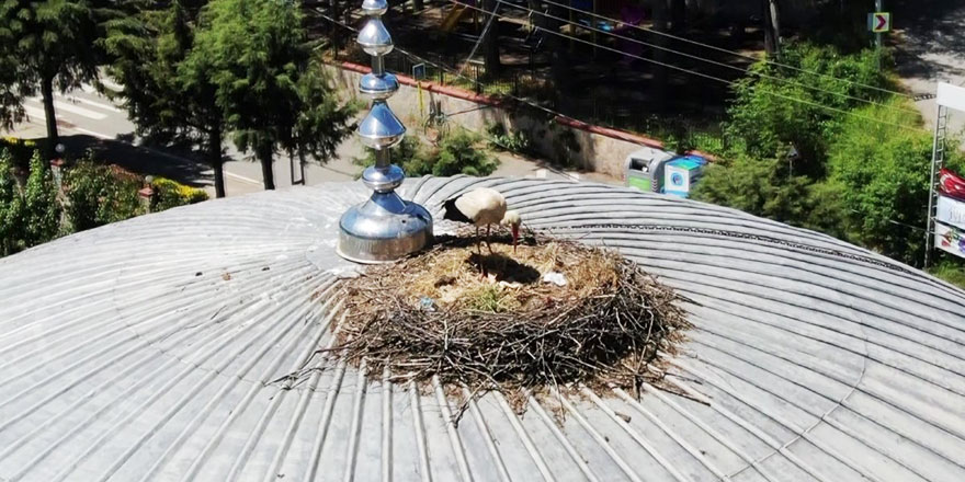 Beykoz'un ezan ile bütünleşen ‘Yaren Leylek'i