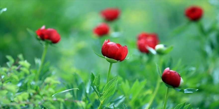 Ender görülen İtecik Lalesi'ni koparmanın cezası 109 bin lira 