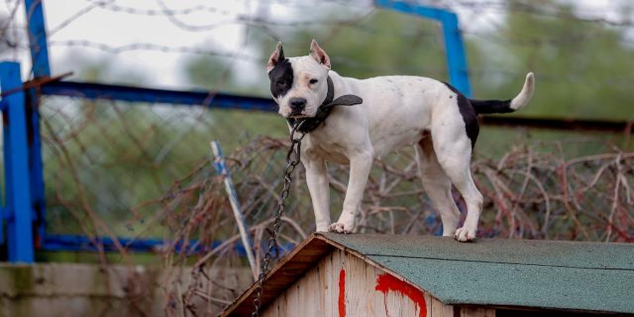 Aydın'da tasmasız gezdirilen köpeğin saldırdığı kadın yaralandı