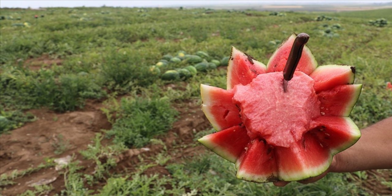 Adana karpuzunun kilogram fiyatı tarlada 2 liraya düştü