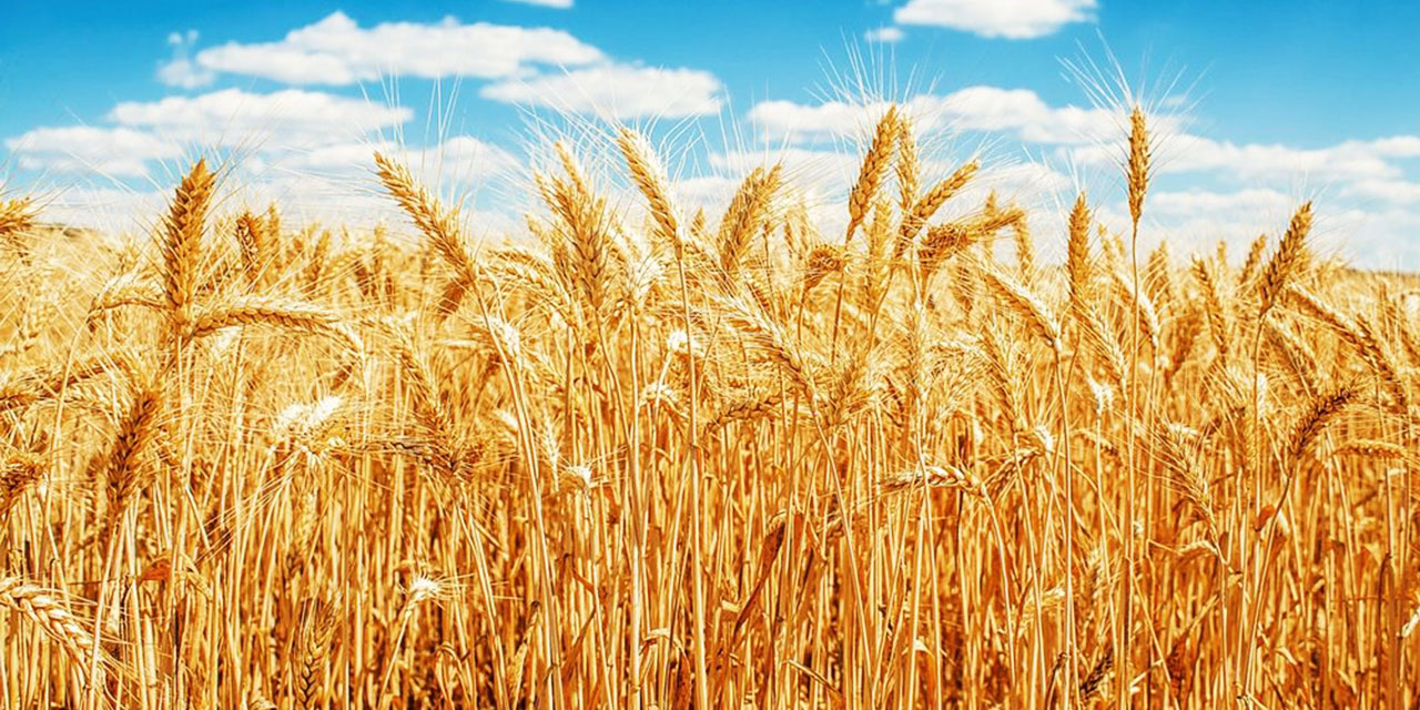 Фон поле пшеницы