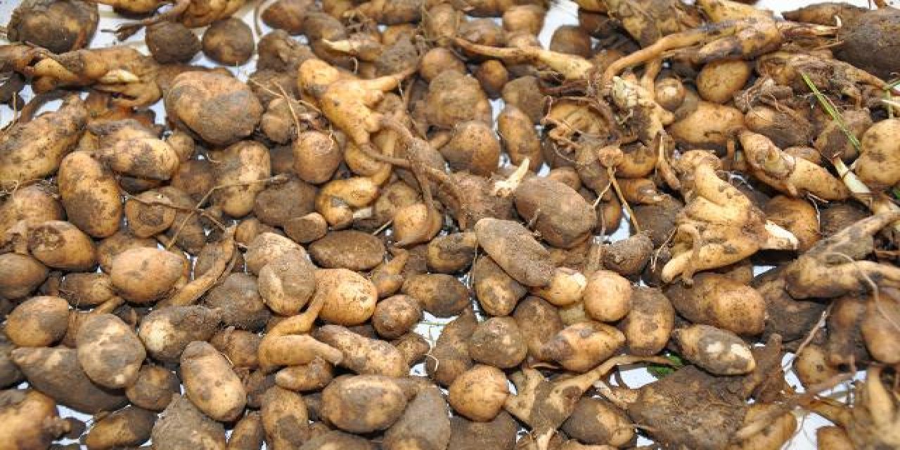 Zonguldak'ta salep soğanı toplayanlara 218 bin lira ceza