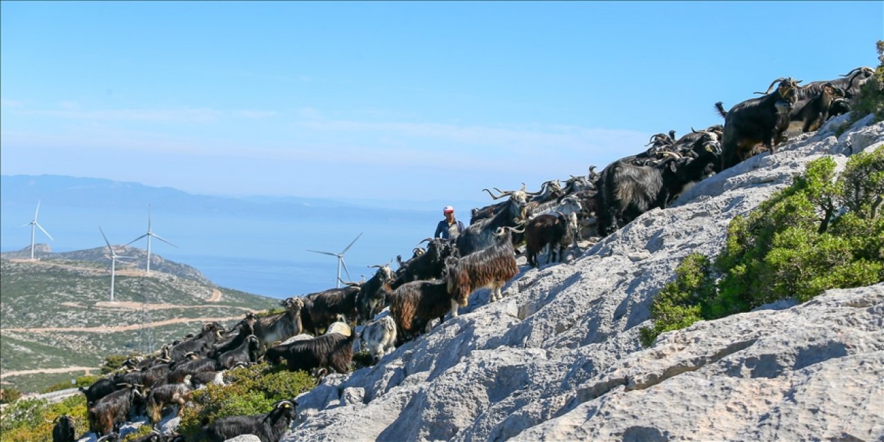 Keçi üreticilerinin deniz manzaralı yaylalara yolculuğu başladı
