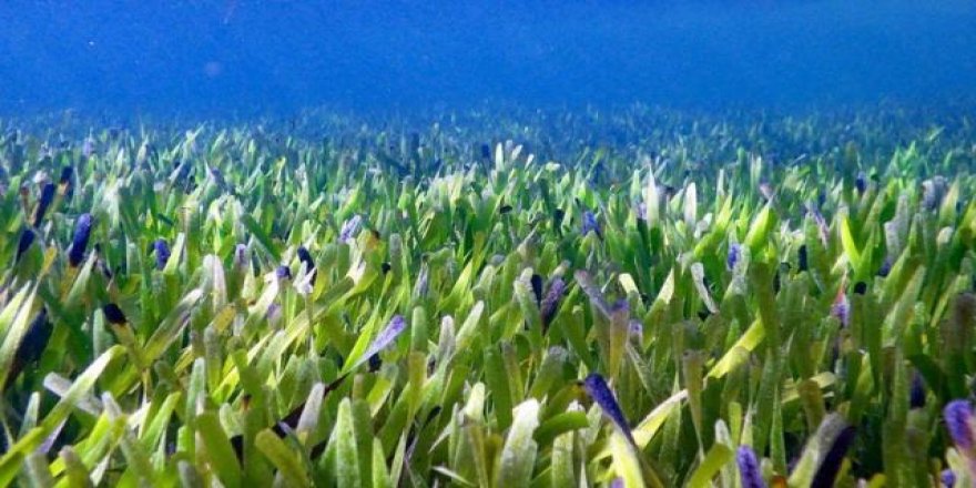 Avustralya kıyılarında dünyanın en büyük bitkisi keşfedildi