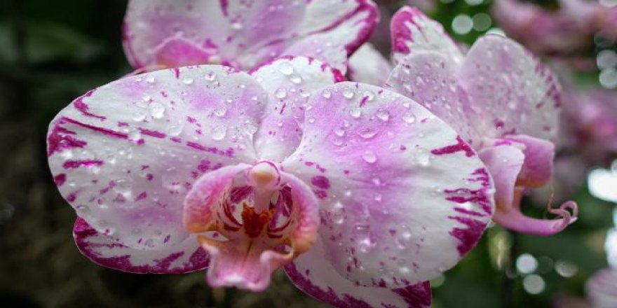 İngiltere'de orkide hırsızlığı