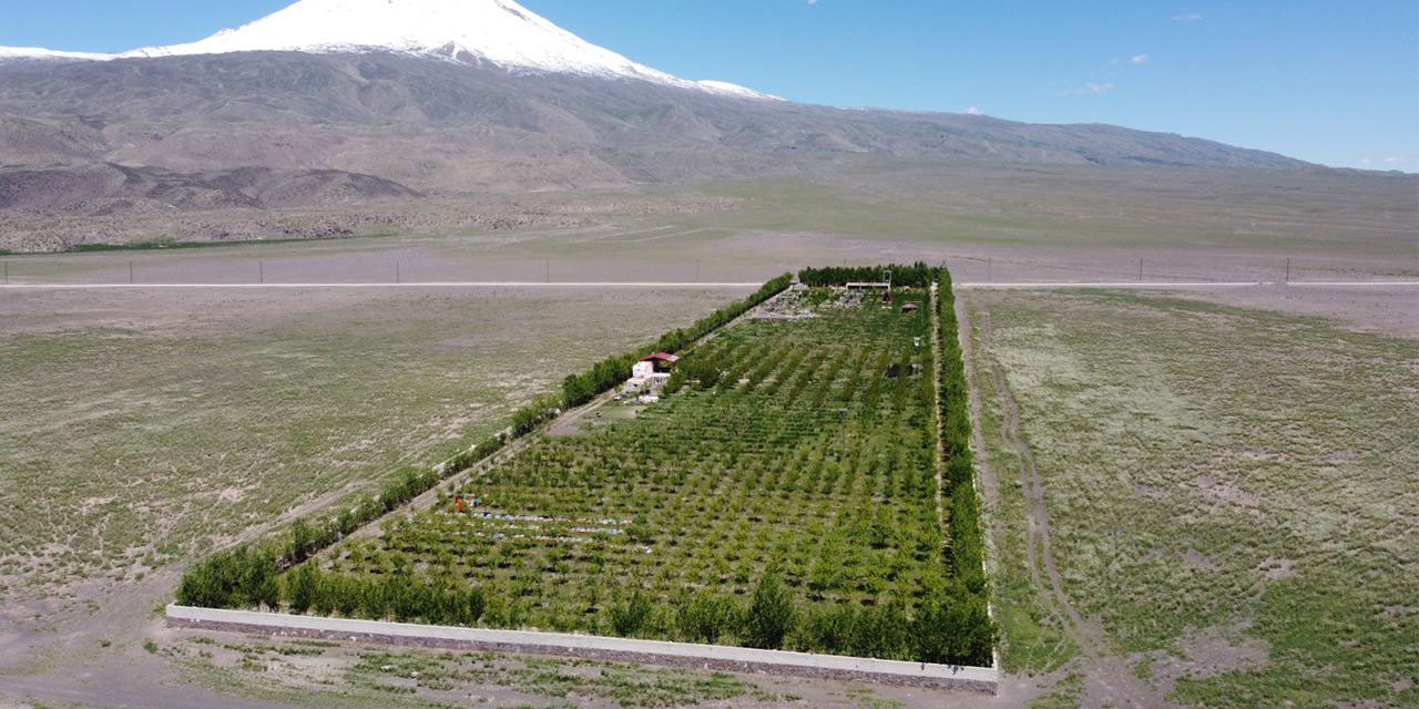 Çöl gibi bir alana 5 bin ağaç dikti, vaha kurdu