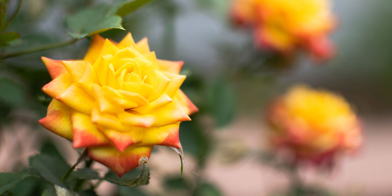 Peygamber Efendimizin (asm) ahlaki özellikleri