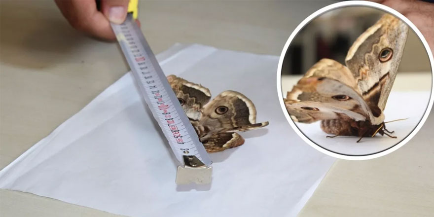 Tam 17 santim genişliğinde! İlk kez bu kadar büyüğüne rastlanıldı