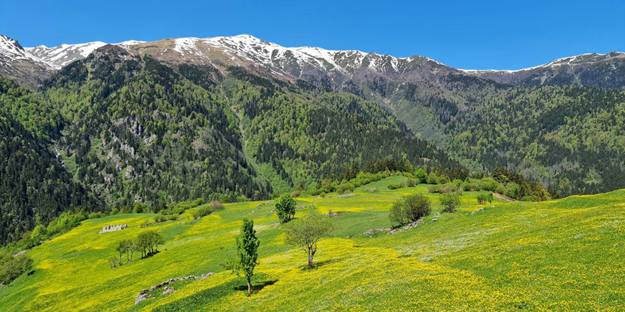Kaçkar Dağları'nda endemik bitki türleri çiçek açtı