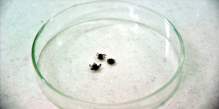 Kene ısırmasında doğru bilinen yanlışlar, kene ısırınca yapılacak ilk hareket