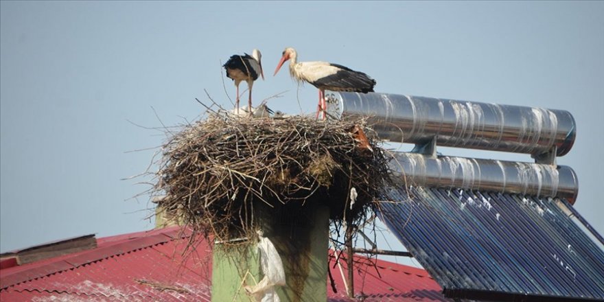 Muş'ta leylekler 45 yıldır aynı evin çatısına yuva yapıyor