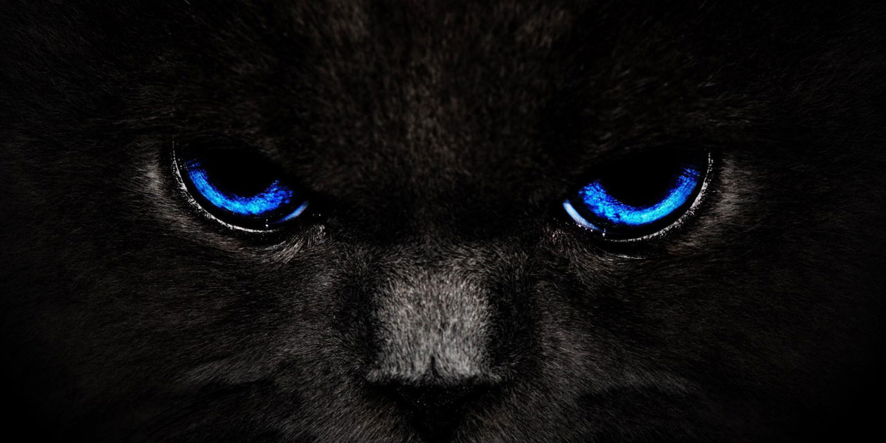 Bediüzzaman: İstibdat hayvaniyetten gelmedir