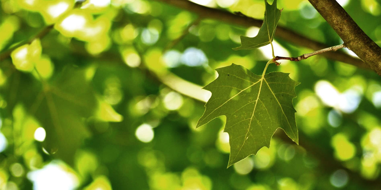 Prof. Uç: Bediüzzaman yeni felsefenin bir filozofudur