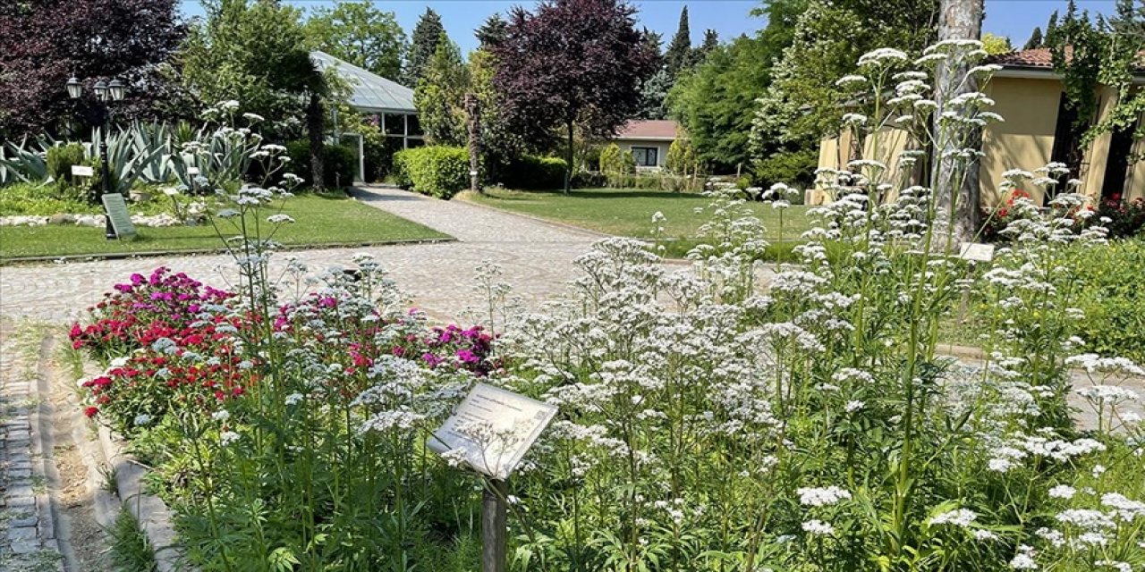 Gaziantep'te 30 yeni tıbbi ve baharat bitkisi yetiştirmek için denemeler başladı