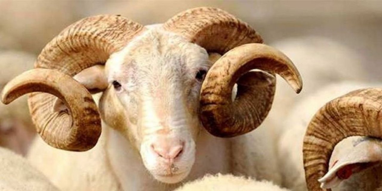 Doğu Anadolu'dan büyükşehirlere kurbanlık sevkiyatı başladı