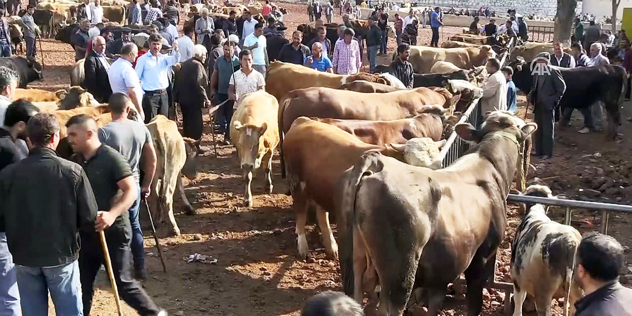 Et ve Süt Kurumu satılamayan kurbanlıkları satın alacak