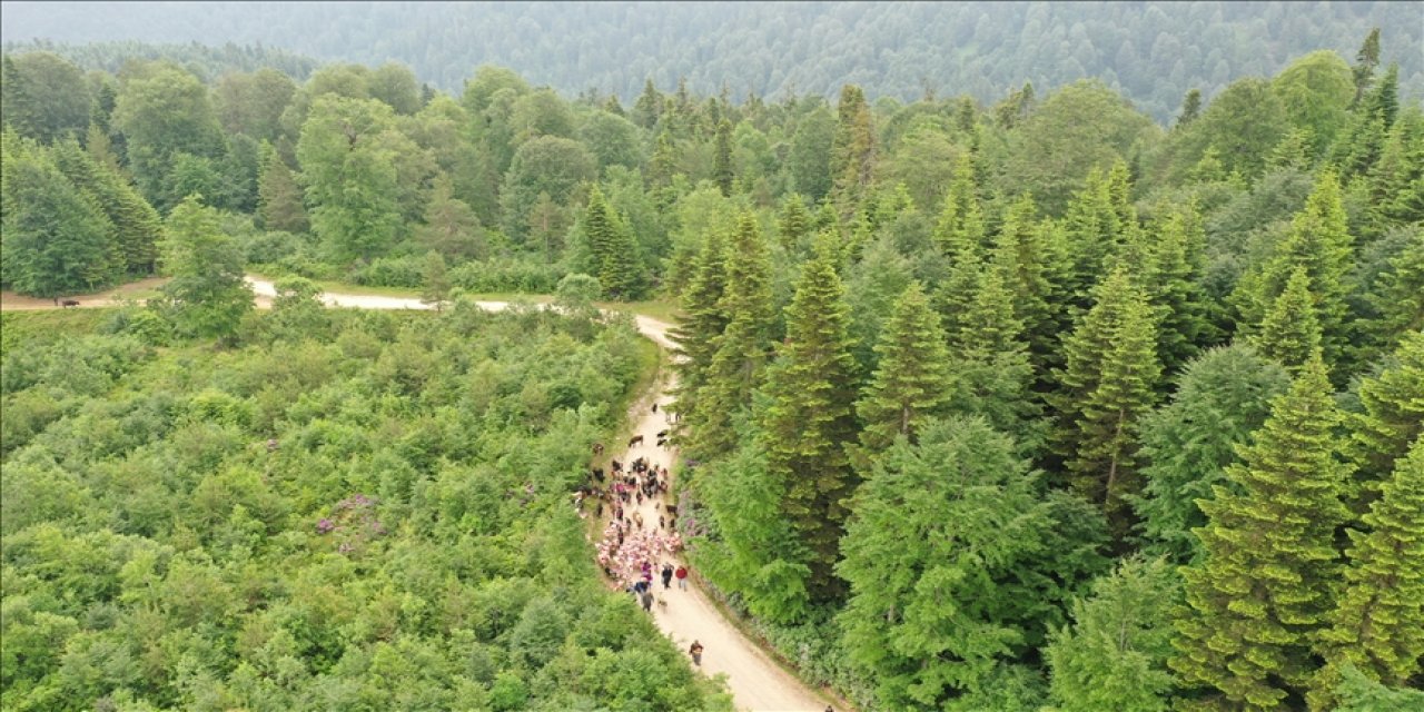 Yaylacıların "şenlik havası"nda göç yolculuğu başladı