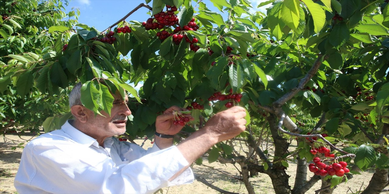 26 dönüm araziden vatandaşlar ücretsiz kiraz topluyor
