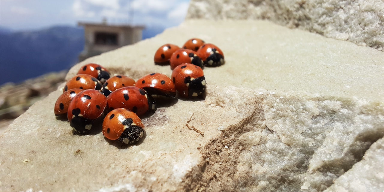 Uzmanlar uyardı: Uğur böcekleri vazifeli, dokunmayın
