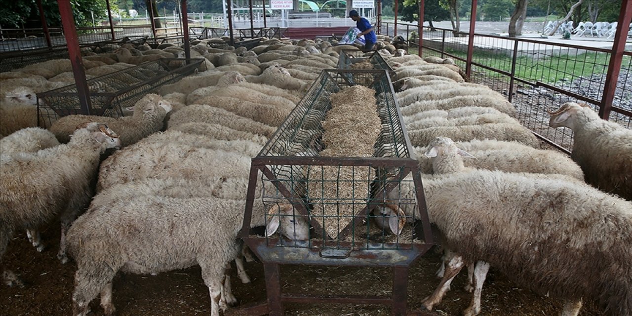 Uluslararası Demokratlar Birliği Yozgat'ta 500 kurban kesti