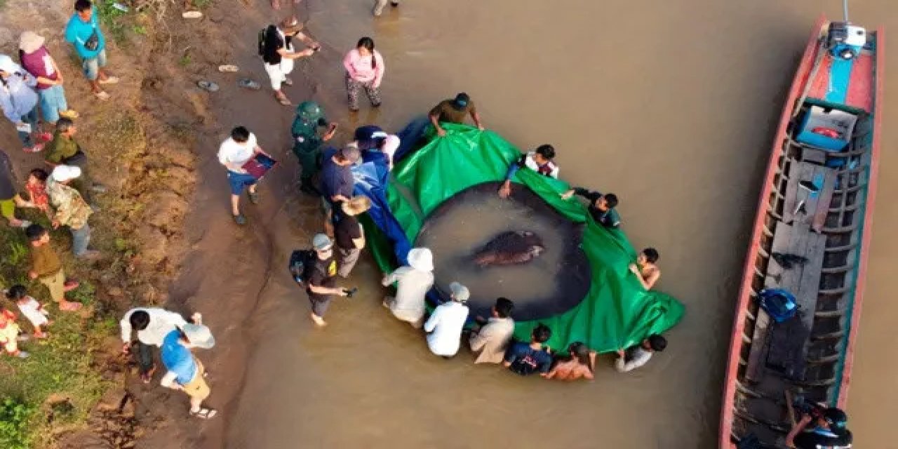 Dünyanın en büyük tatlı su balığı yakalandı: 4 metre uzunlukta