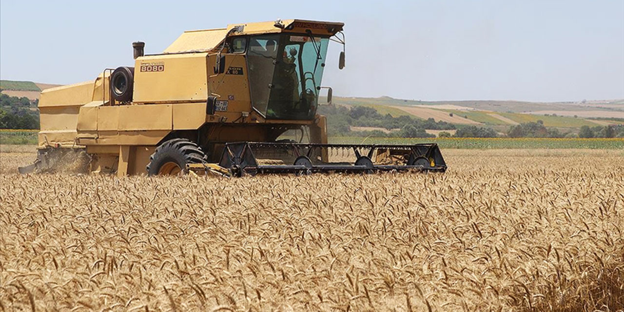 Edirne'de hasadına başlanan buğdayın rekoltesi yüz güldürüyor