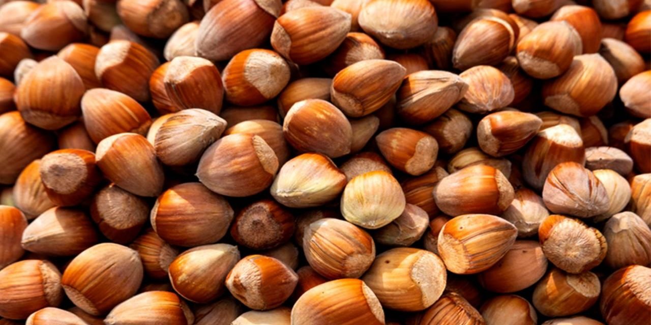 Giresun fındığına AB tescili