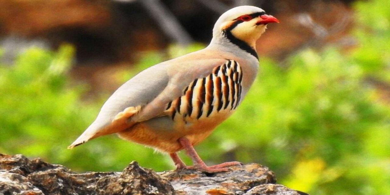 Tunceli'de keklik avlayan kişiye 7 bin 500 lira ceza