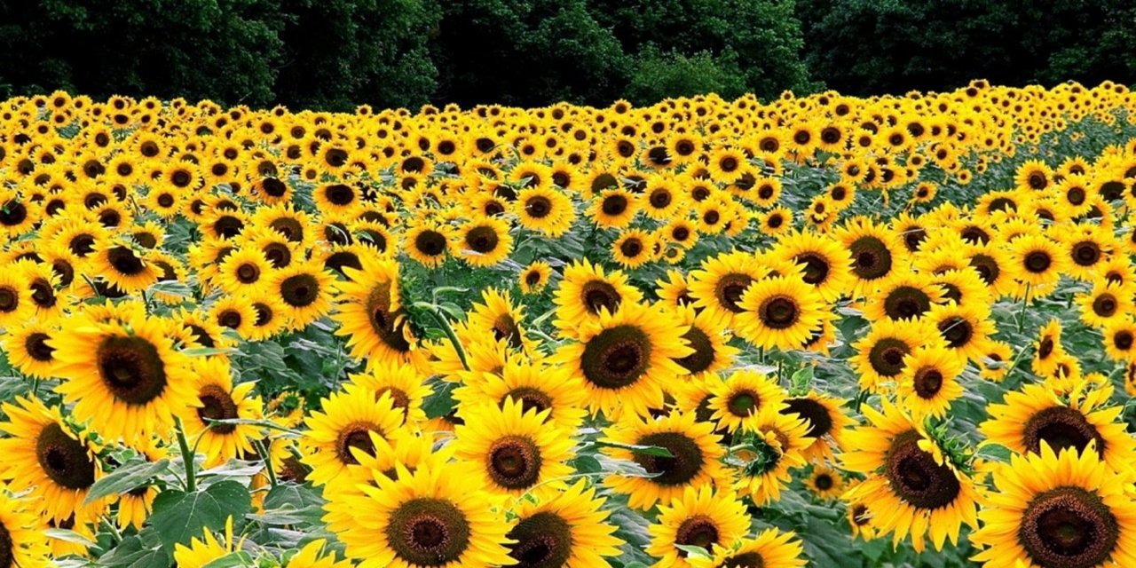 Yozgat'ta ayçiçeği ekim alanı 4,5 kat arttı