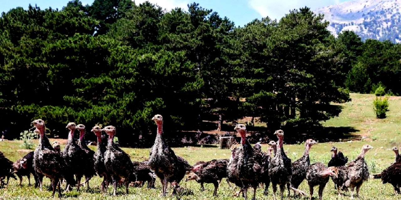 İstilacı çekirgelerle en sağlıklı mücadele: 2 bin hindi salındı