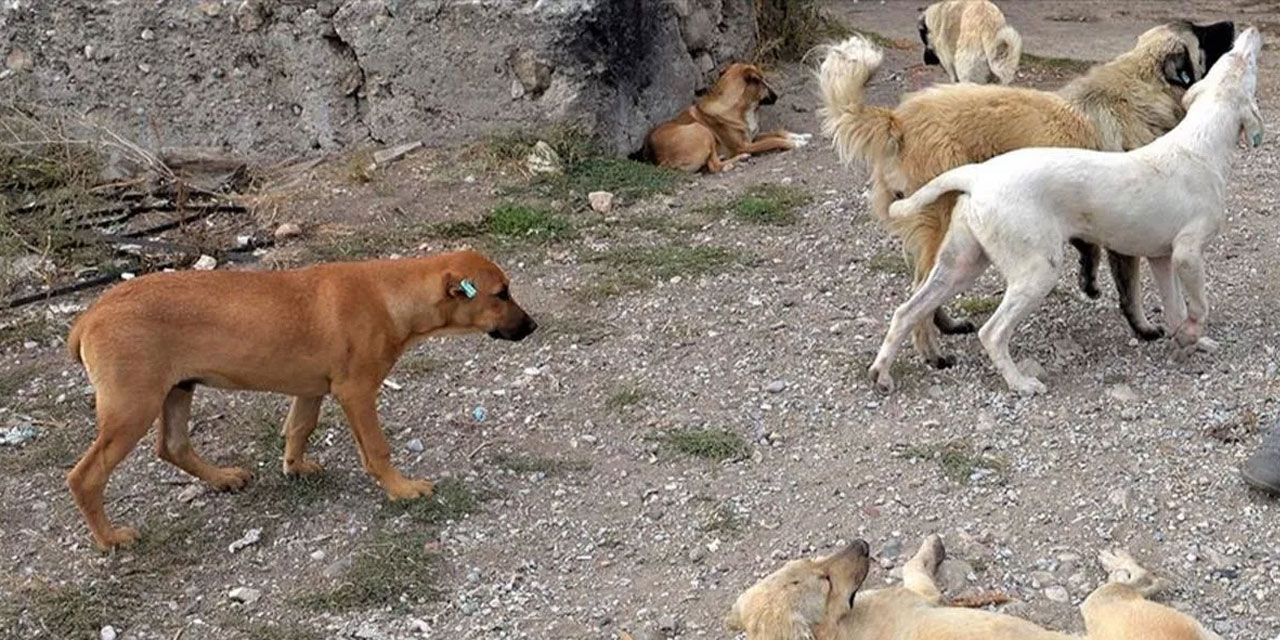 Başakşehir'de sahipsiz köpek küçük çocuğa dehşeti yaşattı