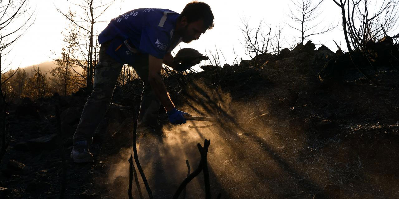 Yangından toprağın altına gizlenerek kurtulan hayvanları arıyorlar