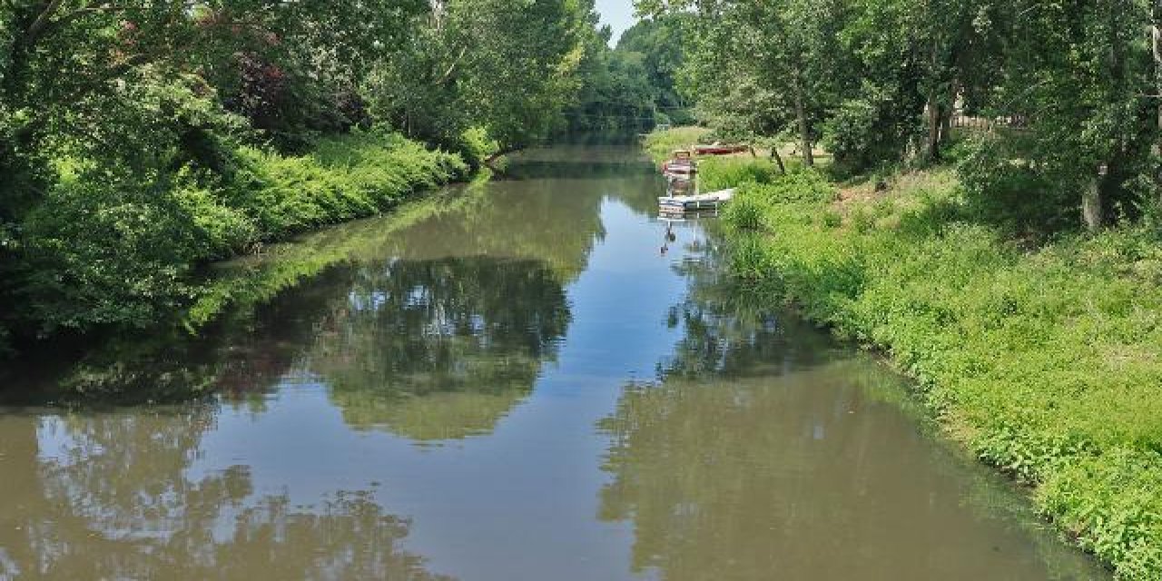Riva Deresi'ndeki kirlilik: Hayvanlar da suyu içmiyor
