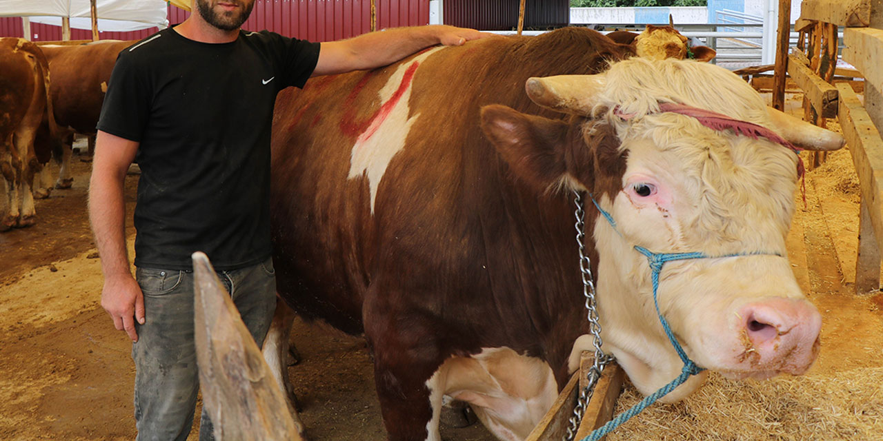 Maşallah! Kurban pazarının 1,3 tonluk Şampiyonu