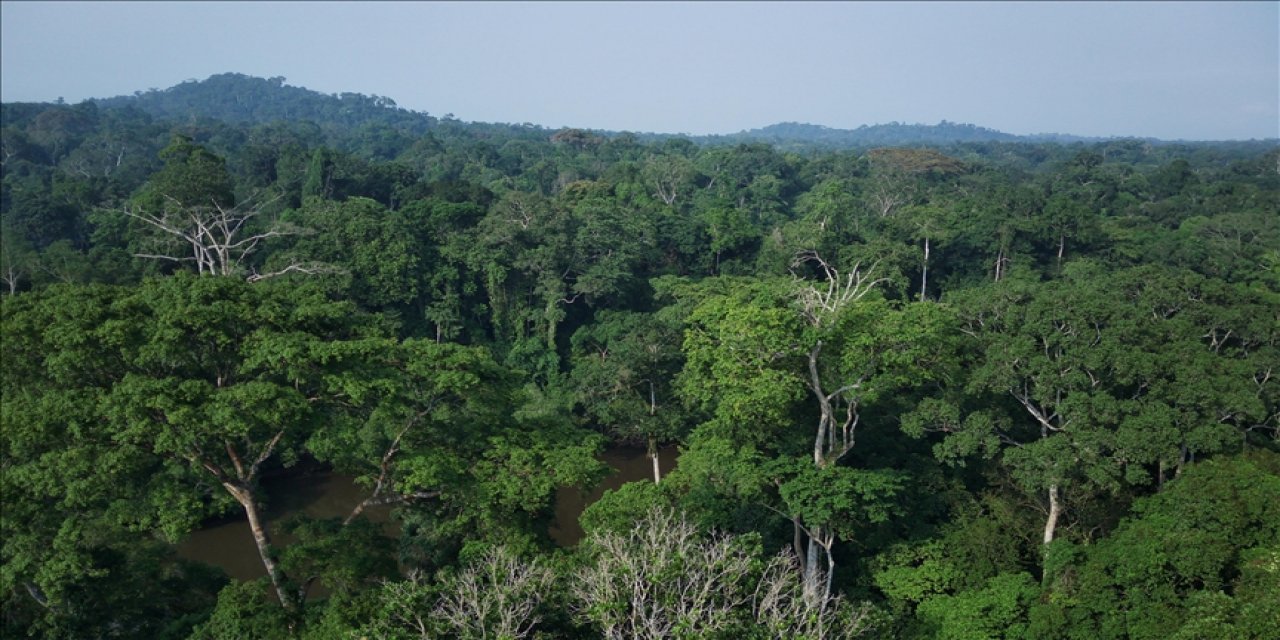 Ormanlık alanlara giriş yasağı İstanbul'da yangınların önemli kısmını engelledi