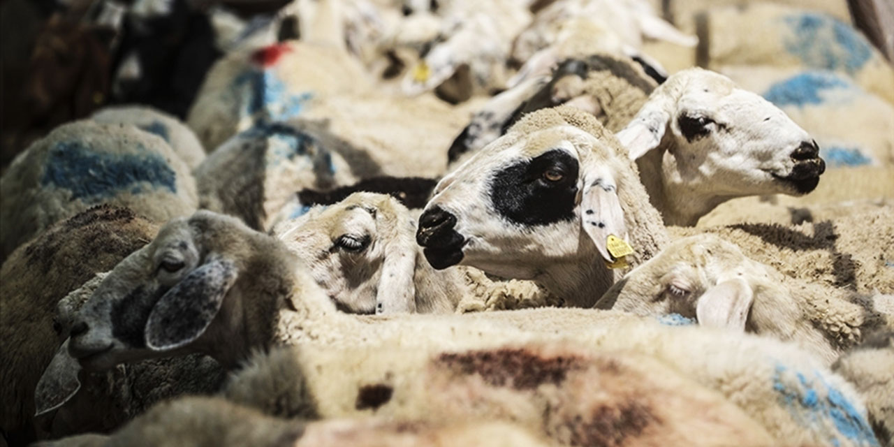 Kurbanlık hayvanın yürüdüğünü görün!