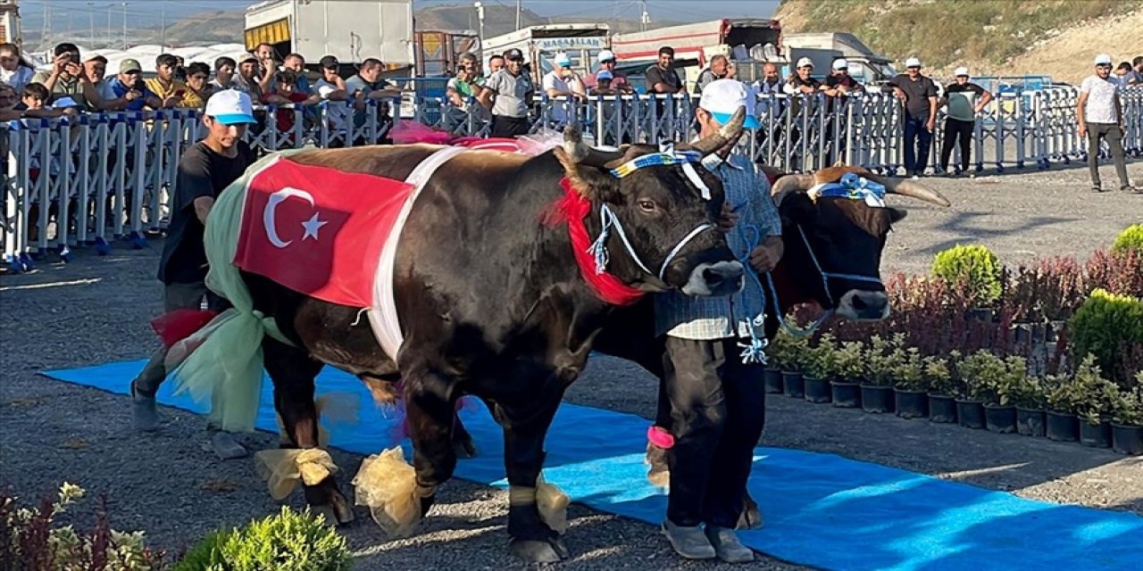 İstanbul'da 'en güzel' büyükbaş kurbanlıklar yarıştı