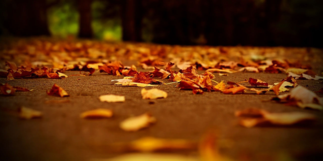 Bediüzzaman'ın 'çirkin'e dair telakkisi