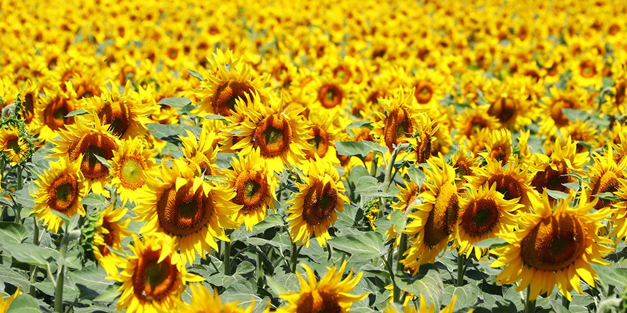Tekirdağ'da ayçiçeği tarlaları sürücülere 'renkli rota' sunuyor