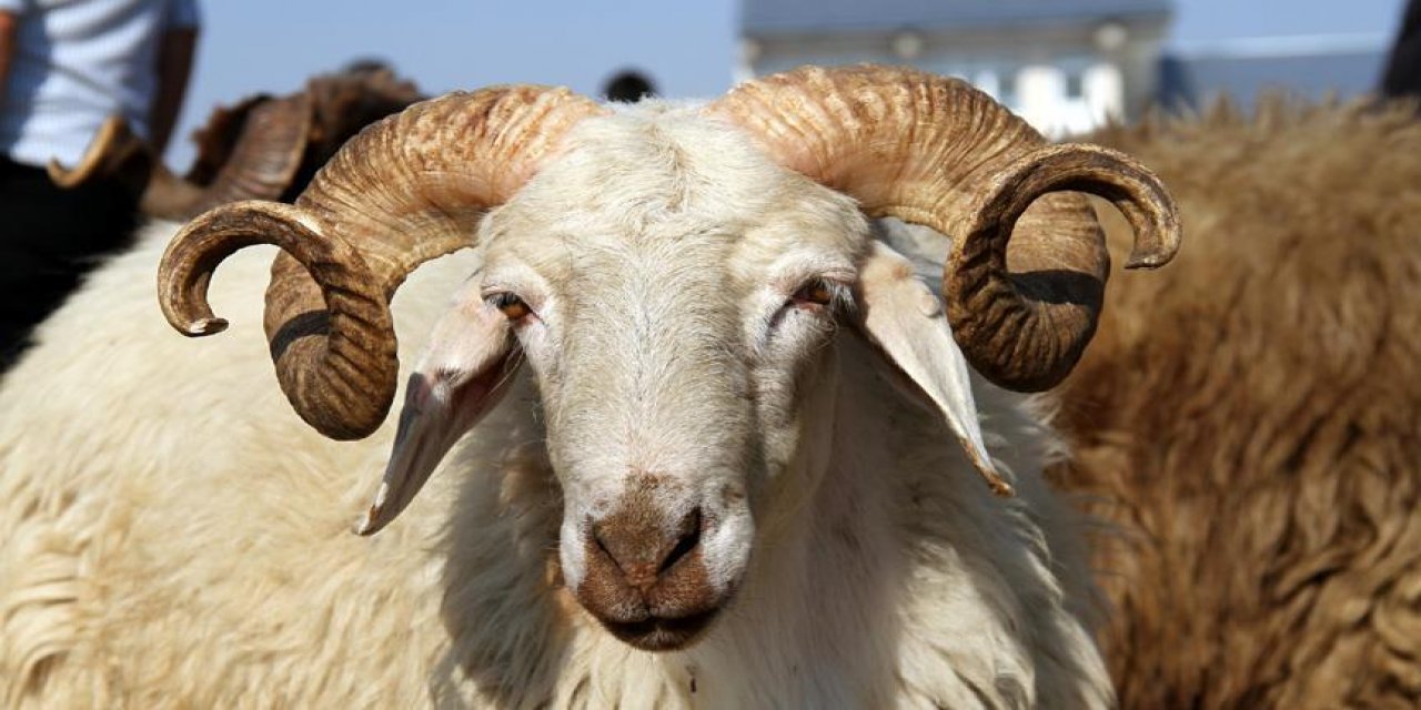 Diyanet'ten kurban ile ilgili 10 soruya cevap