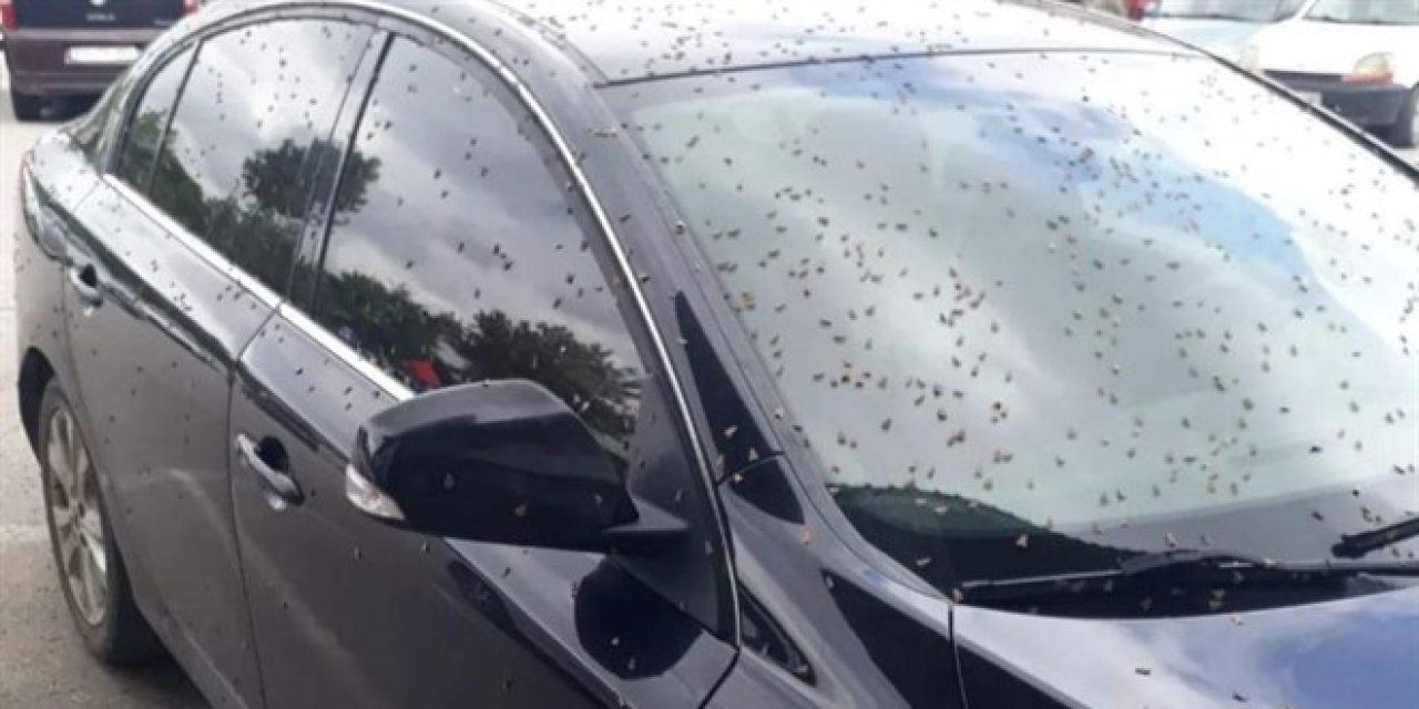 Kelebekler Kandıra'yı istila etti