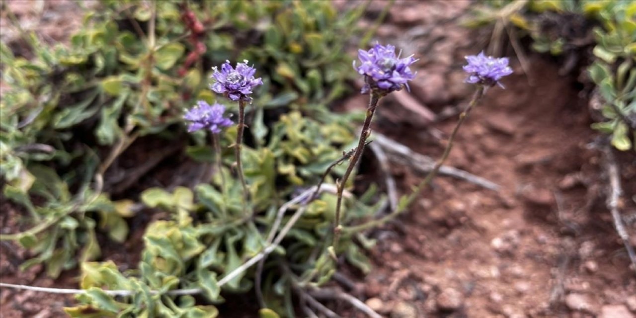 Literatüre giren endemik bitkiye Nevşehir'in adı verildi