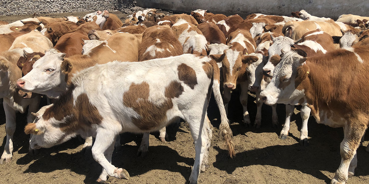 Kurbanın yarısına dört kişi ortak olabilir mi?
