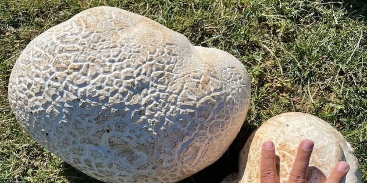 1900 rakımlı arazide 15 kiloluk mantar buldu