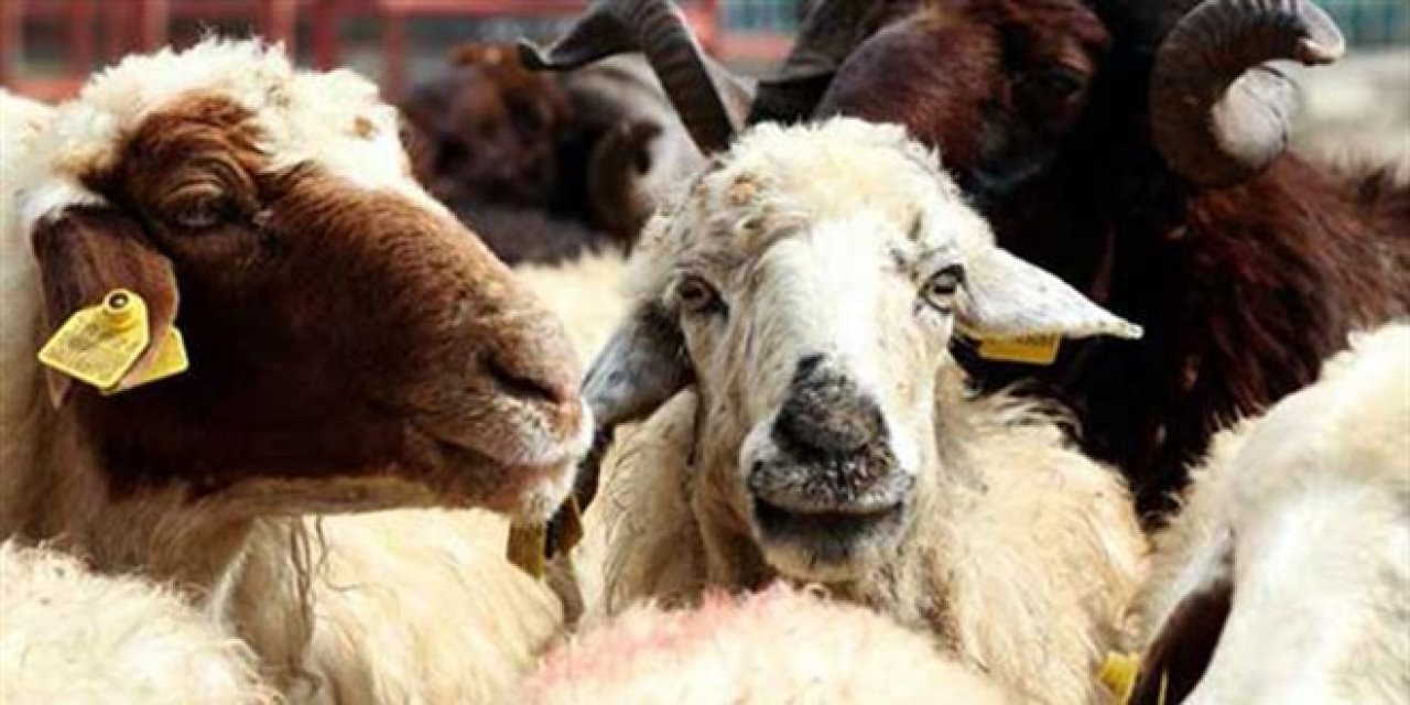 Uzmanından kurban etinin doğru tüketimine ilişkin tavsiye