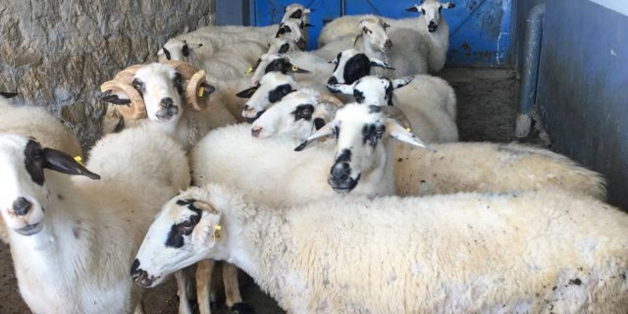 Kurban Bayramı için 3 milyondan fazla küçükbaş kurbanlığın satılması bekleniyor